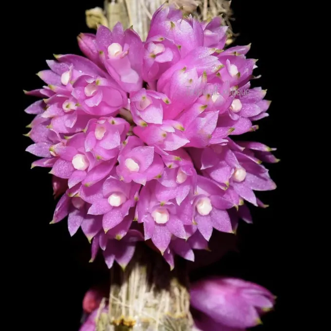 Dendrobium purpureum