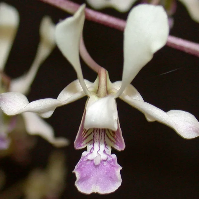 Dendrobium lineale