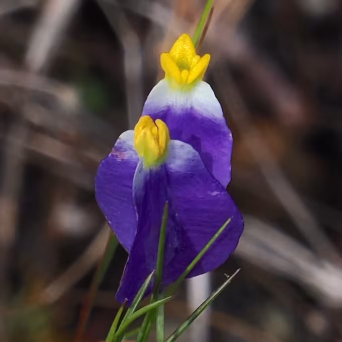 Burmannia bicolor