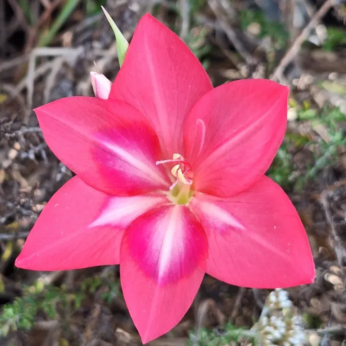Carmine gladiolus