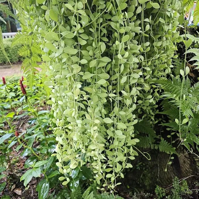 Dischidia acutifolia