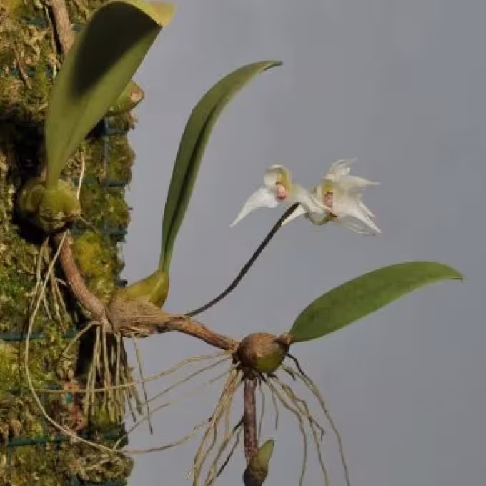 Bulbophyllum acutiflorum