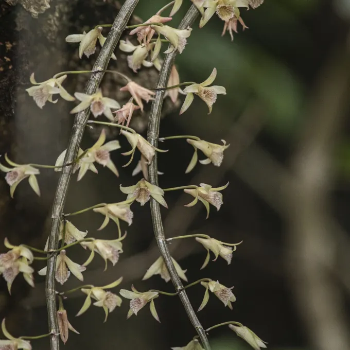 Dendrobium macrostachyum