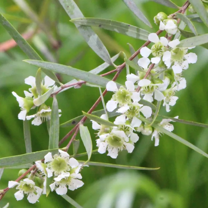 Hybrids of Leptospermum spectabile and Leptospermum scoparium