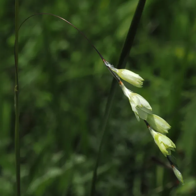 Dierama argyreum