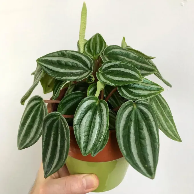 Peperomia verschaffeltii