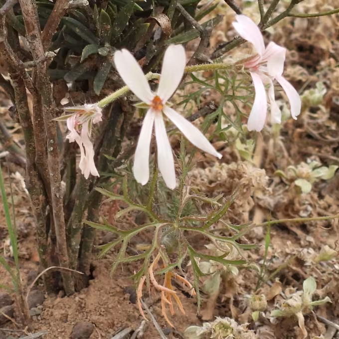 Pelargonium aridum