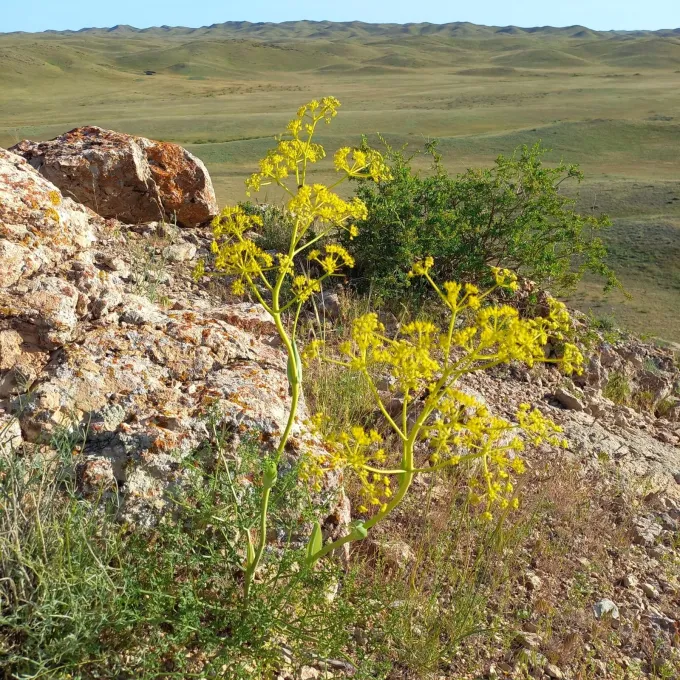 Sheep Ferula