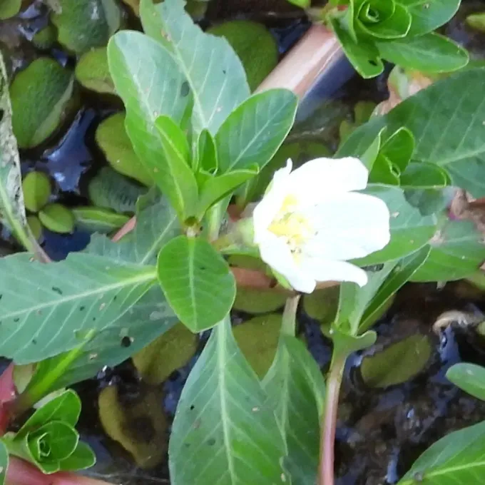 Water primrose