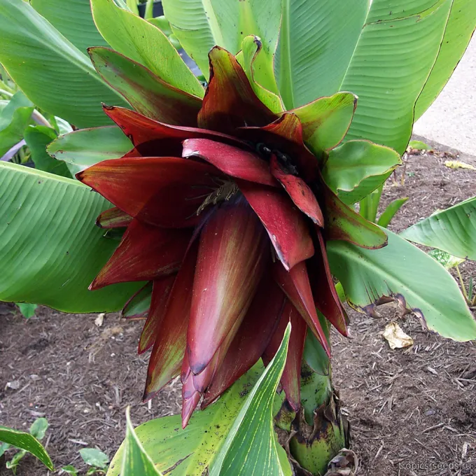 Ensete lecongkietii