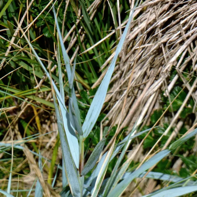 Magellan wheatgrass
