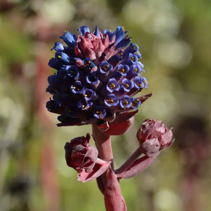 Puya venusta