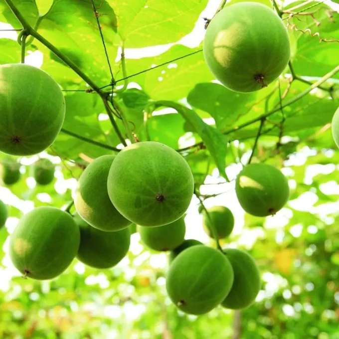 Monk fruit
