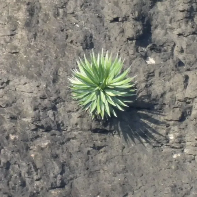 Agave impressa