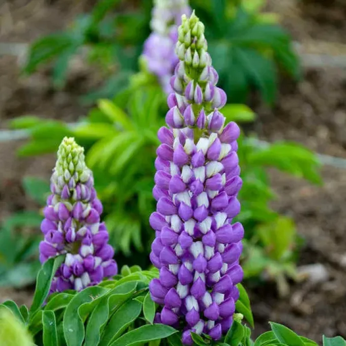 Hartweg's lupine