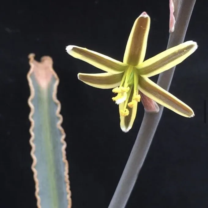 Albuca dilucula