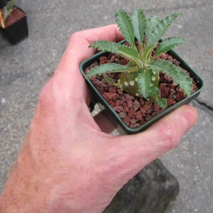 Dorstenia lavrani