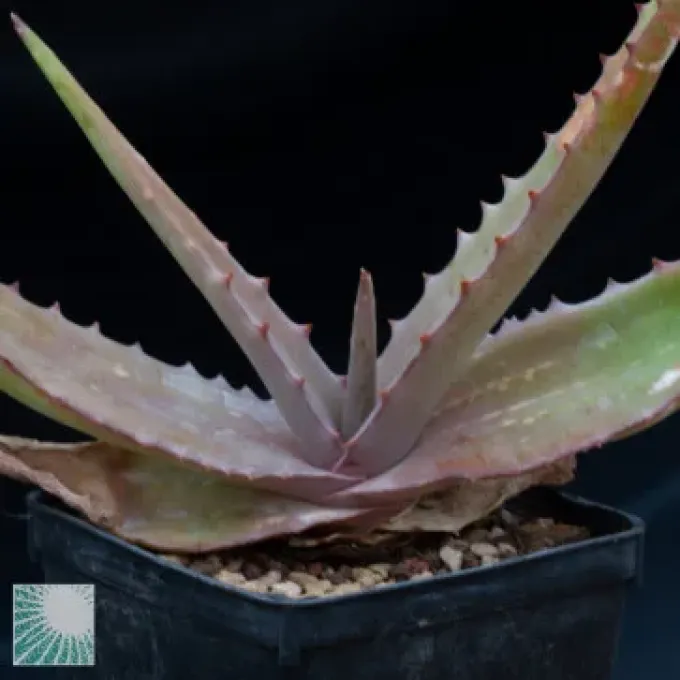 Aloe niebuhriana