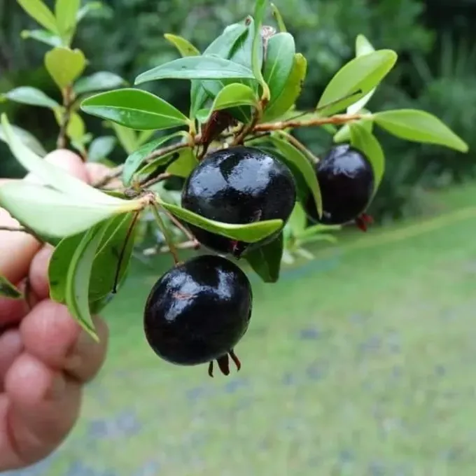 Eugenia neomyrtifolia