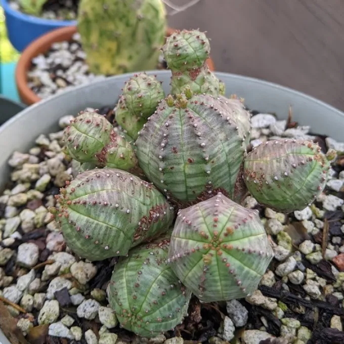 Euphorbia tubiglans