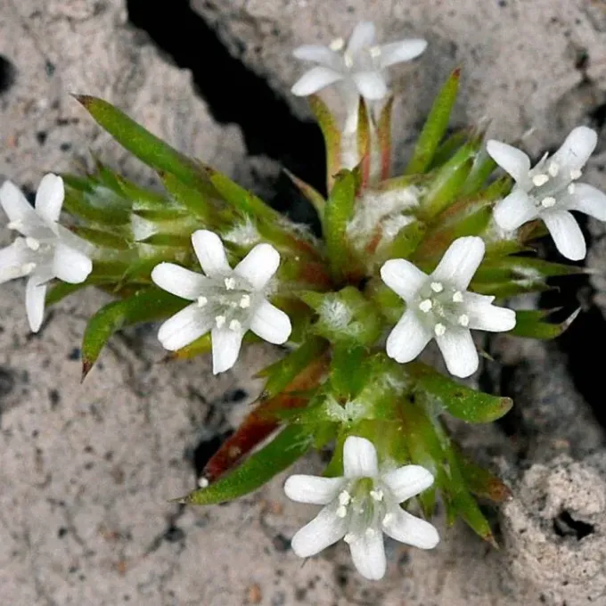 Navarretia minima