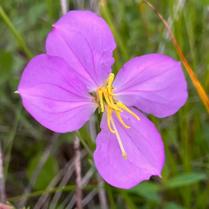 Rhexia nashii