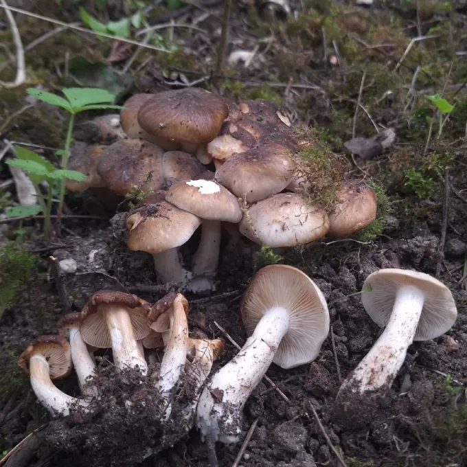 Рядовка скупчена