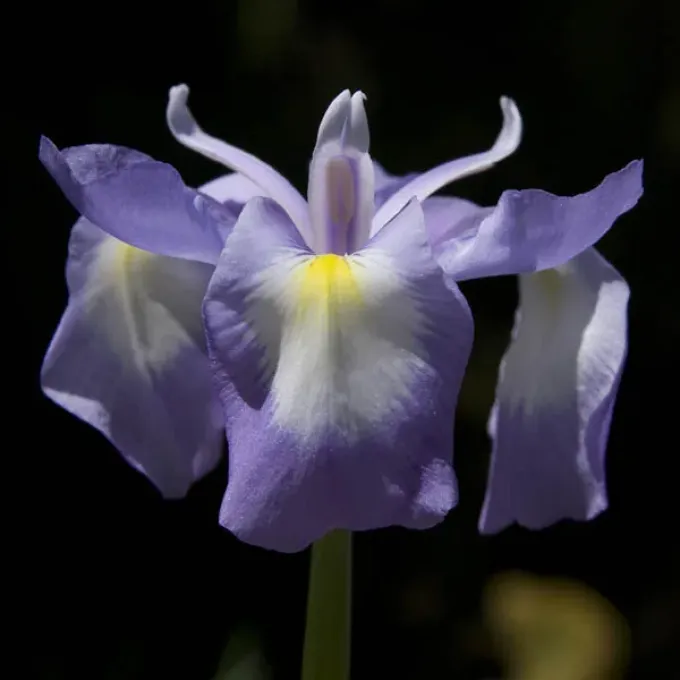 Iris cycloglossa