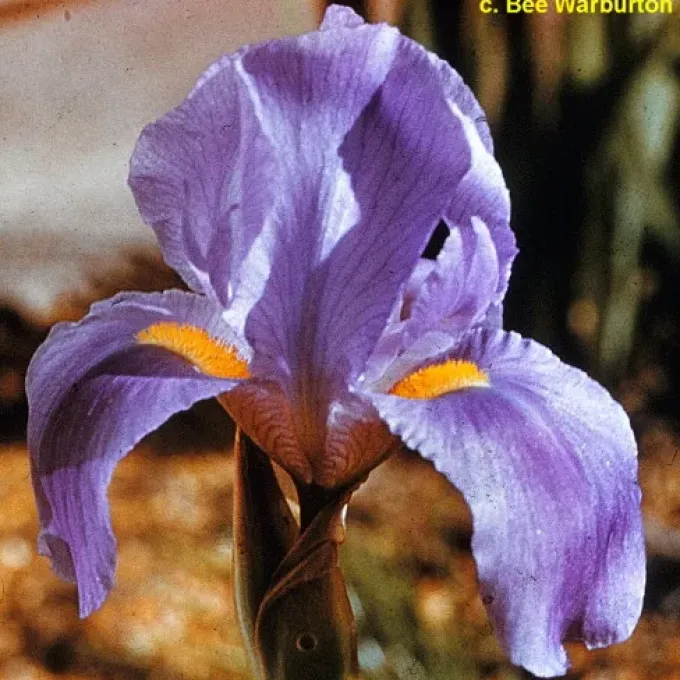 Hoogiana iris