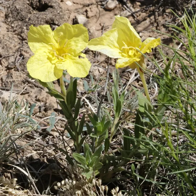 Hartweg's evening primrose