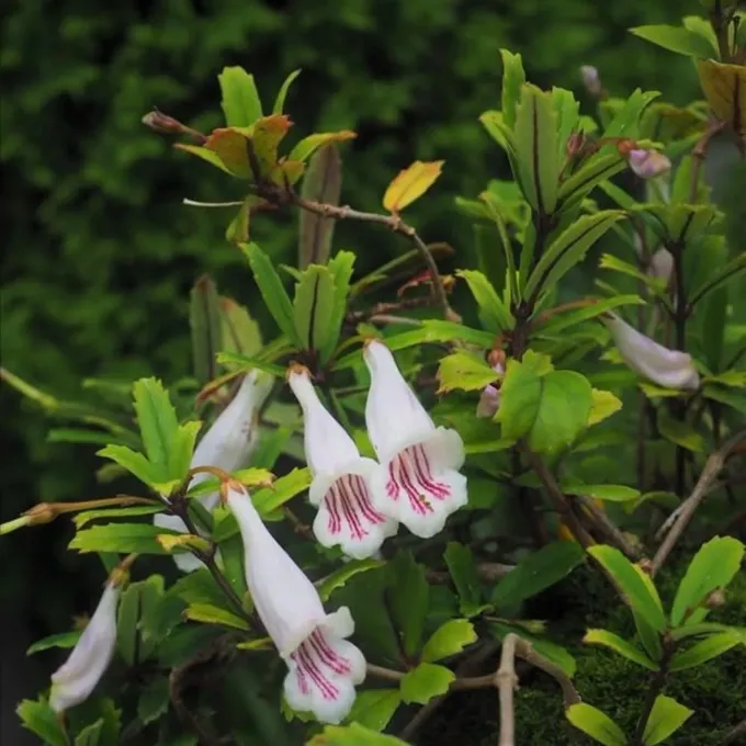 Lysionotus sangzhiensis