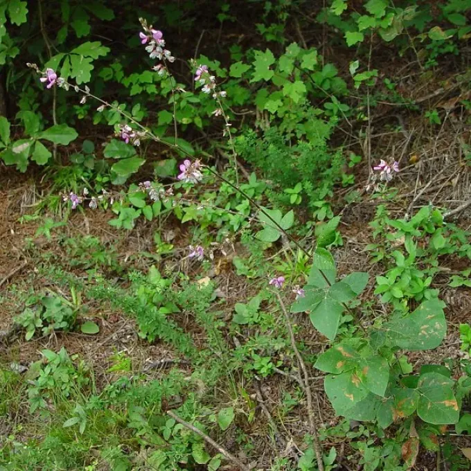 Velvetleaf ticktrefoil