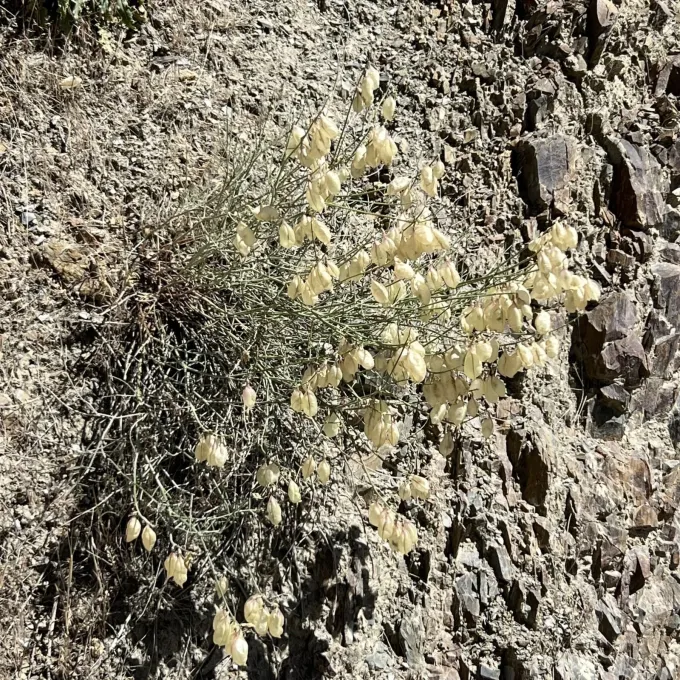 Cusick's milkvetch