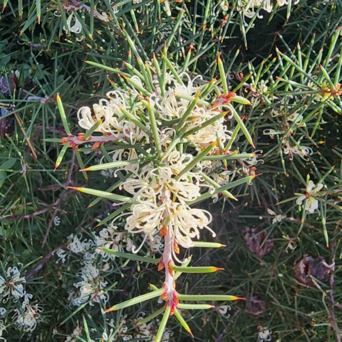 Hakea decurrens
