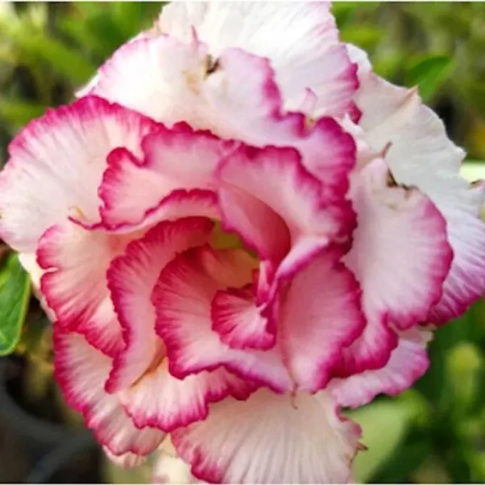 Adenium hybrid