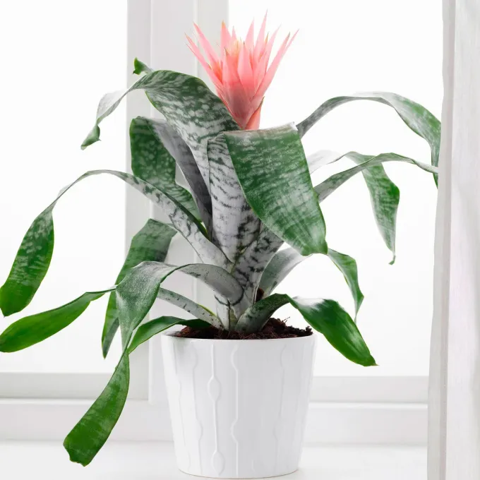 Aechmea hybrids