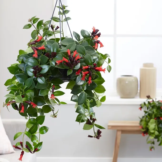 Aeschynanthus