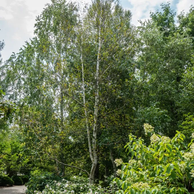 Birch hybrids