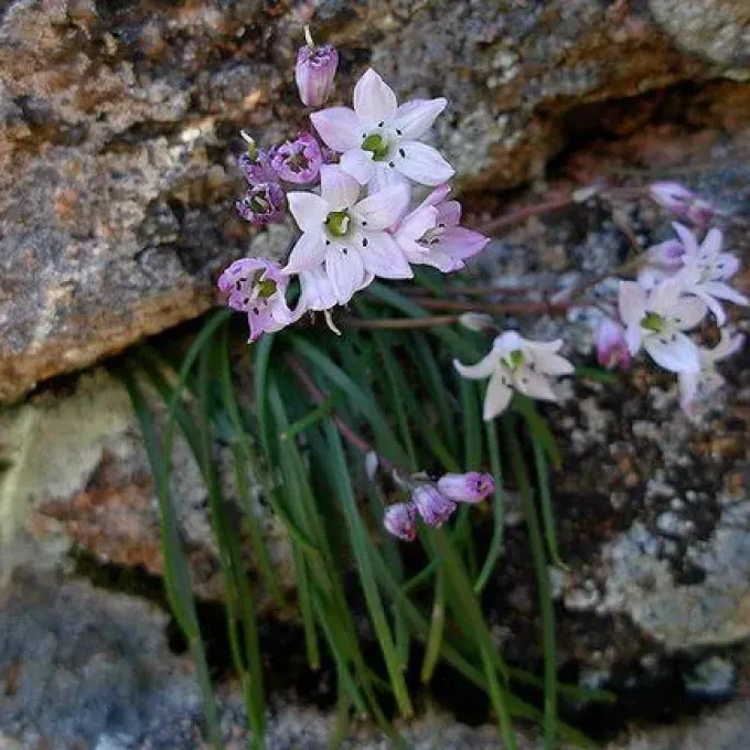 Brimeura