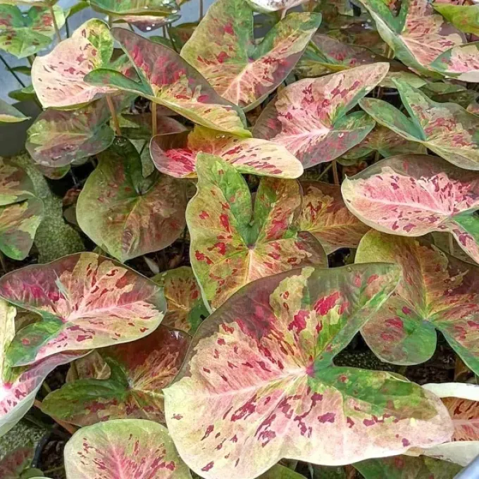 Caladium hybrids