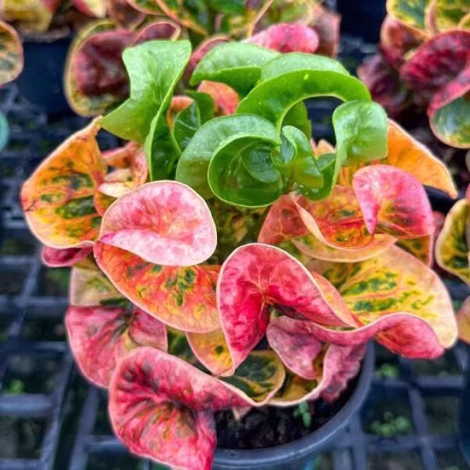 Garden croton