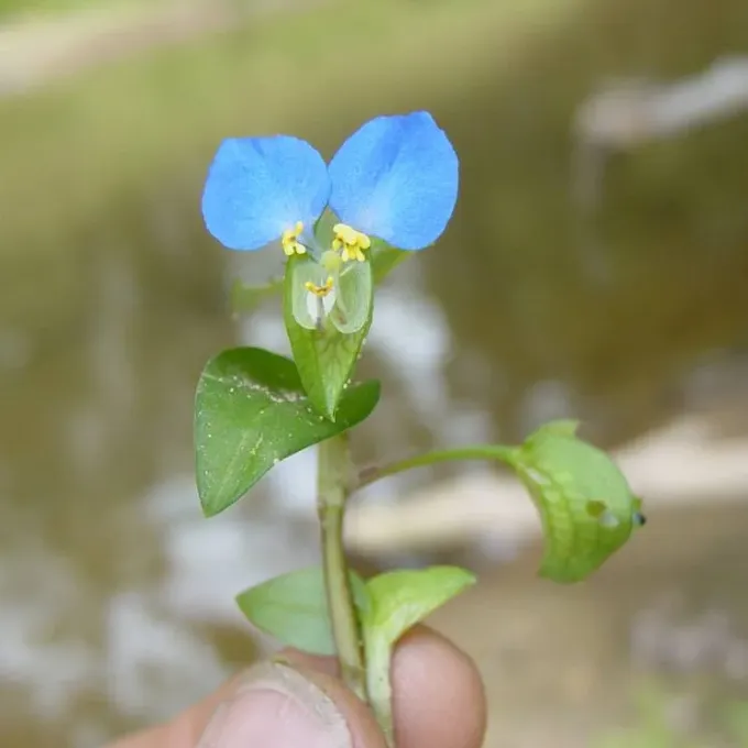 Commelina
