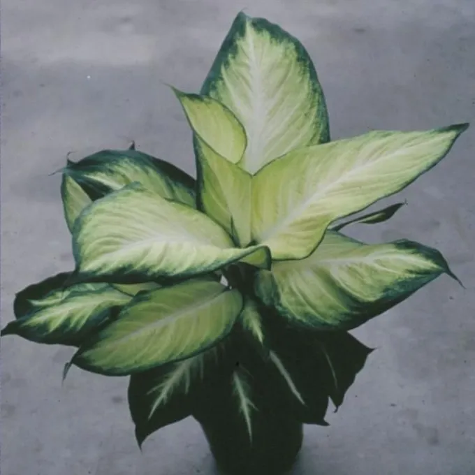 Dieffenbachia hybrid