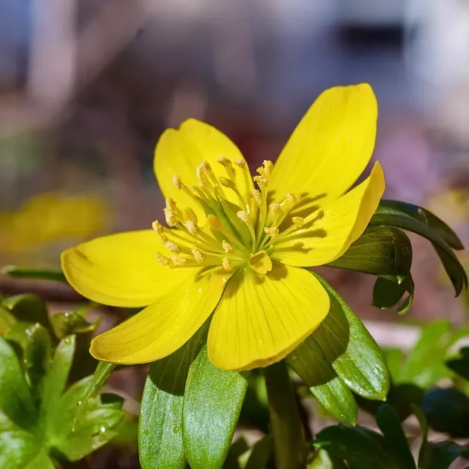 Winter aconite hybrid