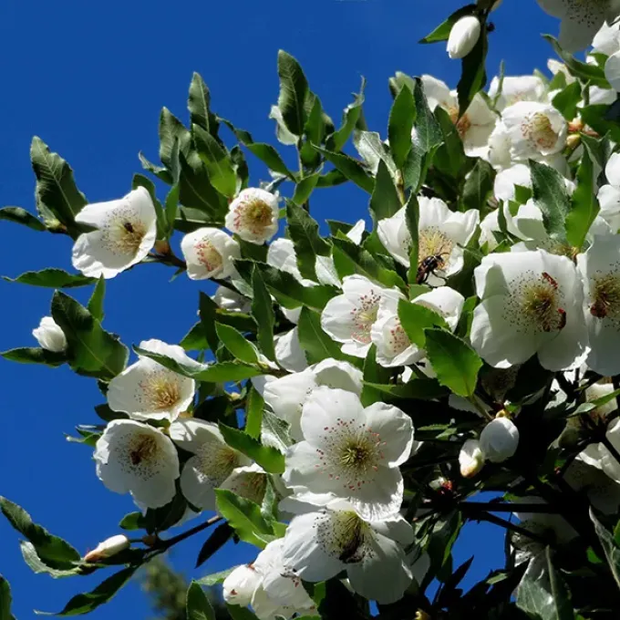 Eucryphia