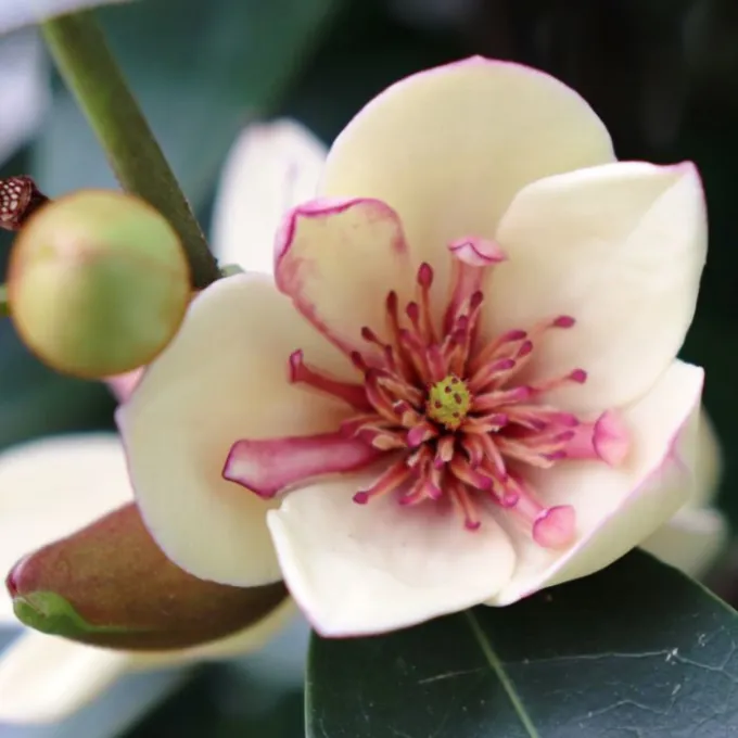 Yunnan Hybrid Magnolia