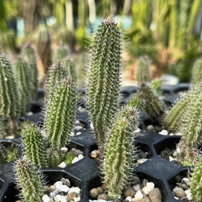 Tavaresia barklyi