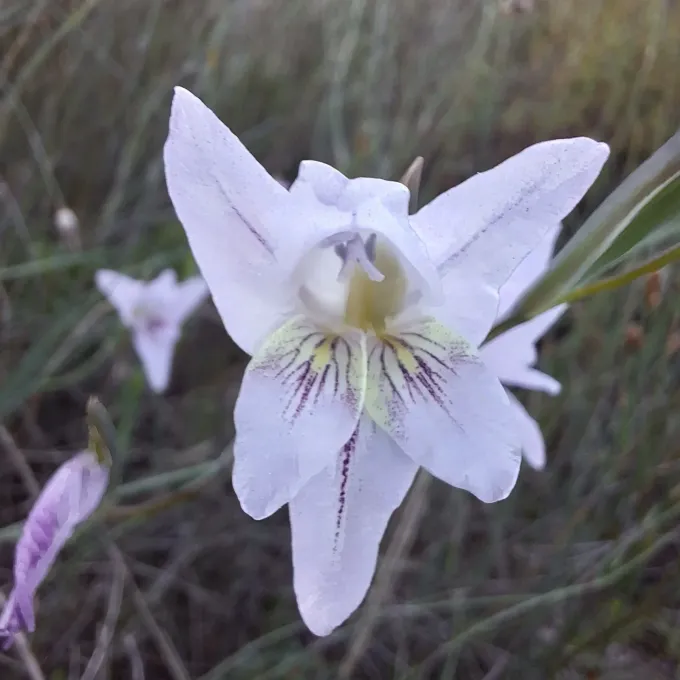 Gladiolus carinatus