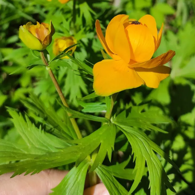 Asian globeflower