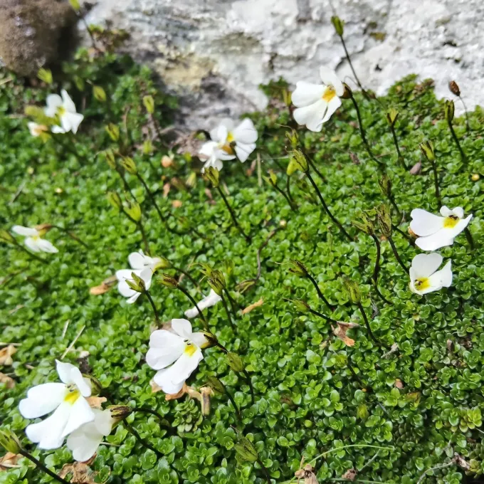 Ourisia caespitosa